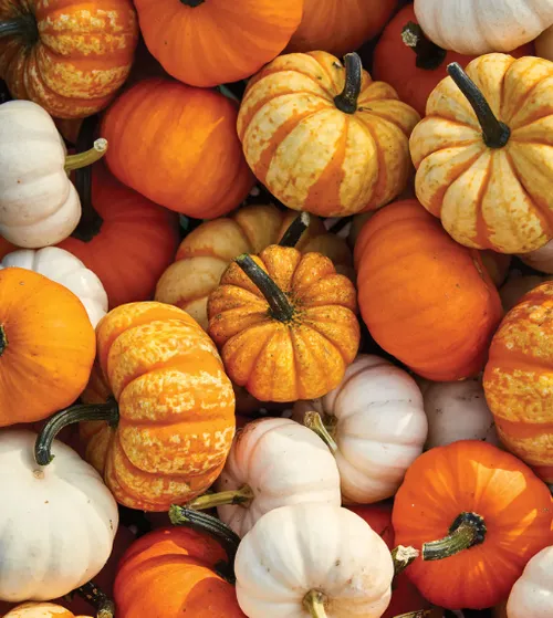 Pumpkin fest