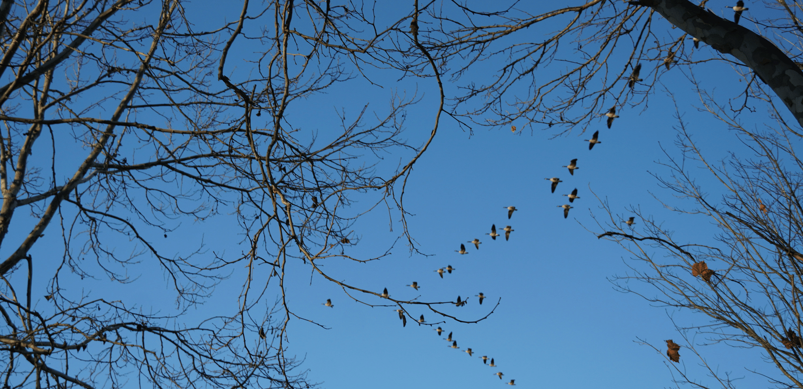 Birding in Camden